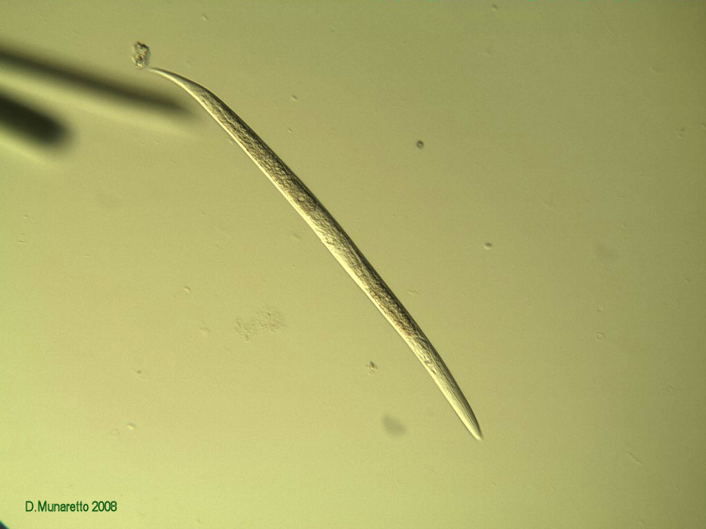 NEMATODE...